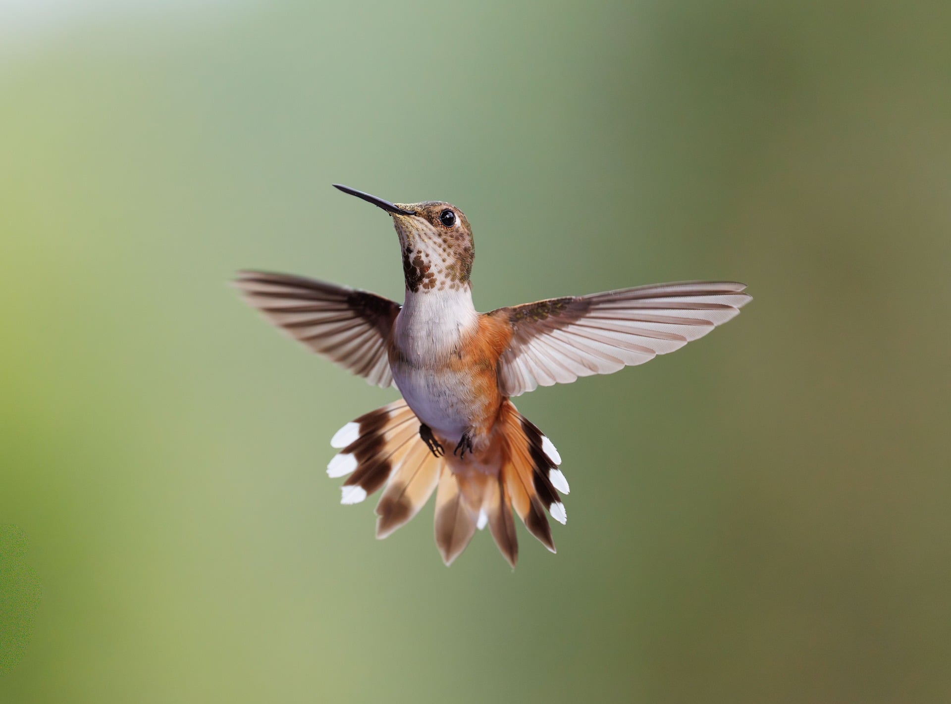 Un colibri en vol stationnaire, ailes déployées
